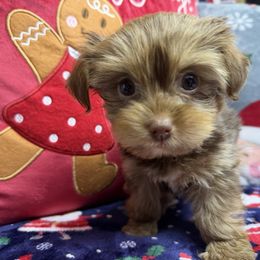 Daisy - Chocolate, tan and white female Yorkshire Terrier puppy in Palm Coast, Florida from Fiesta Pups