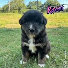 RAVEN-Black Tri Female - Black tri-color female Australian Shepherd puppy in Gainesville, Texas from Lady Luck Aussies