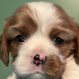 Blenheim male 2 - Blenheim male Cavalier King Charles Spaniel puppy in Danville, Pennsylvania from RoaringCreek