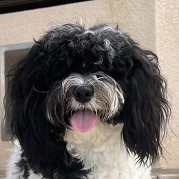 Margie - Havanese