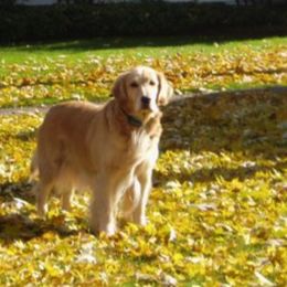 Golden Retrievers from Waynewood Golden Retrievers