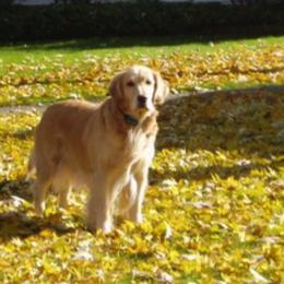 Golden Retrievers from Waynewood Golden Retrievers