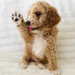 KitKat - Cream male Poodle puppy in Calimesa, California from Teakwoodpoodleofsocal