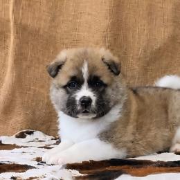 Frost - Fawn male Akita puppy in Chillicothe, Missouri from TLC Akitas