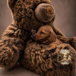 Ember - Red female Dachshund puppy in Greenfield, Ohio from Buck Run Creek Dachshunds