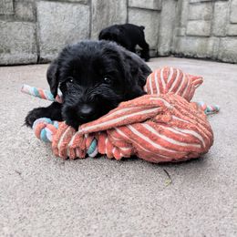 Giant Schnauzer Puppies from Riesenschnauzers von Reh Bach