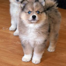 Pomsky Puppies from Acacia Pomskies
