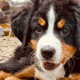 Bernedoodles, Bernese Mountain Dogs, and Golden Retrievers from Mercy Mountain Bernedoodles