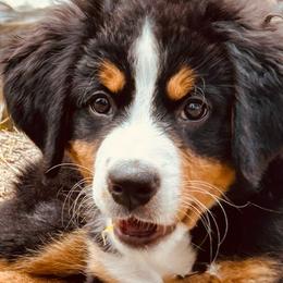 Bernedoodles, Bernese Mountain Dogs, and Golden Retrievers from Mercy Mountain Bernedoodles
