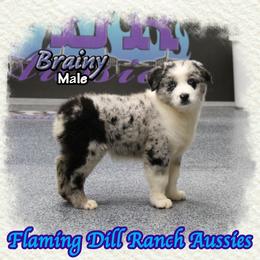 Brainy - Blue merle male Miniature Australian Shepherd puppy in Forestburg, Texas from Flaming Dill Ranch Aussies