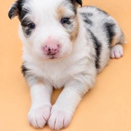 Australian Shepherd Puppies from S.I. Aussie