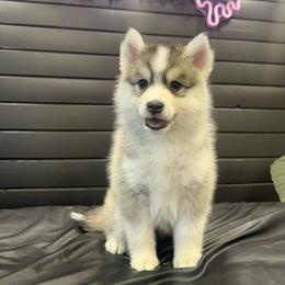 Cupcake - Silver and white female Pomsky puppy in La Verne, California from Red Cedar Pomskies