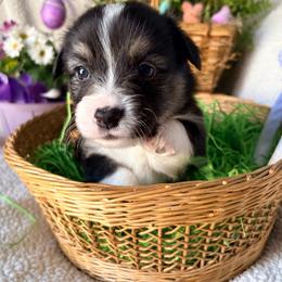 Stout - Black and tan male Pembroke Welsh Corgi puppy in North East, Maryland from Potato Patch