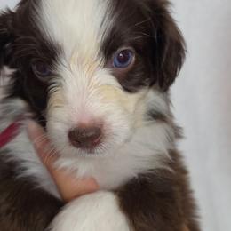 Chorizo - Brown and white female Aussiedoodle puppy in Lithia, Florida from Waterford Doodle Farm
