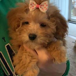 Poodle Puppies from Singing Sands Poodles