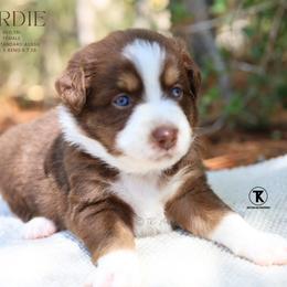 Birdie- Red Tri Female - Red tri-color female Australian Shepherd puppy in Nacogdoches, Texas from TK Standard, Mini, & Toy Aussies