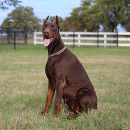 Doberman Pinscher puppies from Team Feem Breeders