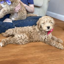 Scarlet Rose - Apricot female Goldendoodle puppy in Roy, Utah from Doodles are Amazing