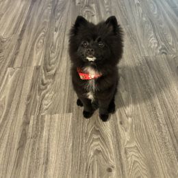 Pomeranian Puppies from Highlander Pomeranians