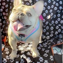 Peque’ (small in Spanish) - French Bulldog