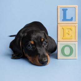Leo - Black and tan male Dachshund puppy in Augusta, Georgia from Cherokee Hill Dachshunds