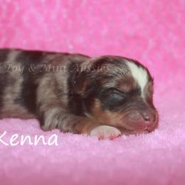 Kenna - Blue merle female Toy Australian Shepherd puppy in Godley, Texas from Flying H Toy and Mini Aussies
