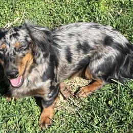 Chihuahuas and Dachshunds from Cripple Creek Farms