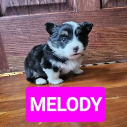 Pembroke Welsh Corgi Puppies from McGraw's Paws 🐾