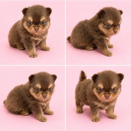 Ana - Chocolate and tan female Pomeranian puppy in Middlefield, Ohio from Twice The Love Pomeranians