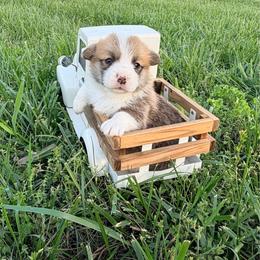 Boomer - Red male Pembroke Welsh Corgi puppy in Sheldon, Missouri from Clearsky Corgis