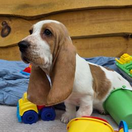 Hoover - Lemon and white male Basset Hound puppy in Big Rapids, Michigan from Basket Hound Bassets