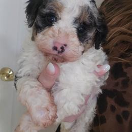 Betty - Blue merle female Bernedoodle puppy in Galena, Illinois from Perry's doodles