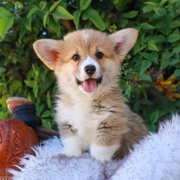 Brown collar - Red male Pembroke Welsh Corgi puppy in Caliente, California from Rafter Cross 7