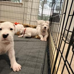 Fuchsia - White female Dogo Argentino puppy in Bayview, Texas from Casa de la Bahia