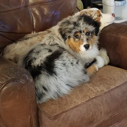 Australian Shepherd All Grown Up from Petrichor Australian Shepherds