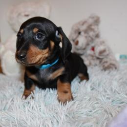 Boy 1 - Black and tan male Dachshund puppy in Craig, Colorado from Rocky Mountain Shih Tzus and Dry Creek Miniature Dachshunds