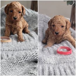 Goldendoodle and Poodle Puppies from East Valley Pups