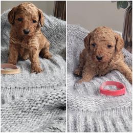 Goldendoodle and Poodle Puppies from East Valley Pups