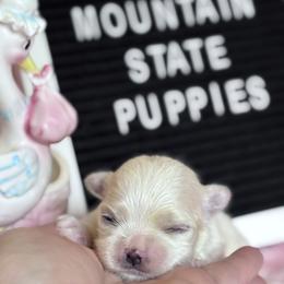 AKC Libby - White female Maltese puppy in Charleston, West Virginia from Mountain State Puppies
