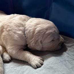 Blue Collar Boy - Light golden male Golden Retriever puppy in Cleveland, Georgia from JLB's Yonah Goldens