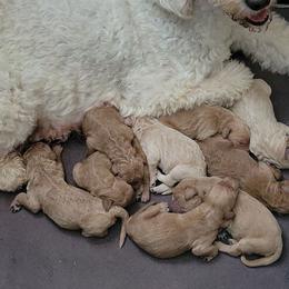 Boy 3 - Apricot male Goldendoodle puppy in Blountsville, Alabama from Southern Charm Goldendoodles