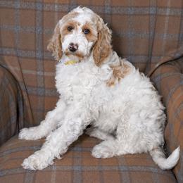 Sunny - Parti female Goldendoodle puppy in Idaho Falls, Idaho from High Quality Goldendoodles