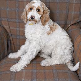 Sunny - Parti female Goldendoodle puppy in Idaho Falls, Idaho from High Quality Goldendoodles