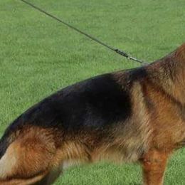 German Shepherds from DogTreff New York