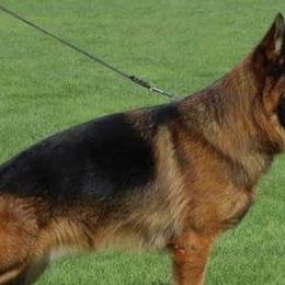 German Shepherds from DogTreff New York