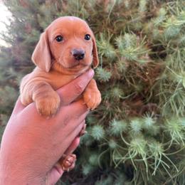 Sally - Piebald female Dachshund puppy in Phoenix, Arizona from Casa MarCosta Dachshund