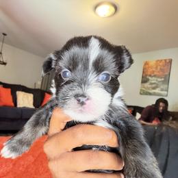 Shorkie Puppies from Sharlena Henderson