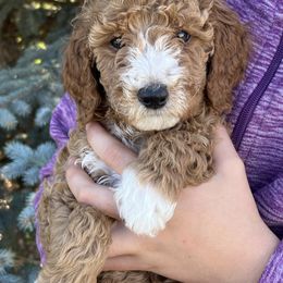 Jazzy - Red  female Poodle puppy in Caldwell, Idaho from Treasure Valley Poodles