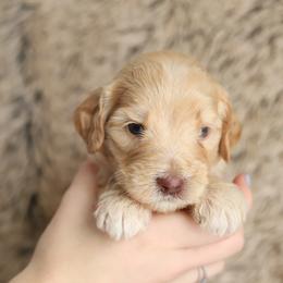 Blue - Caramel male Australian Labradoodle puppy in Williamstown, New York from Lewis Manor Labradoodles