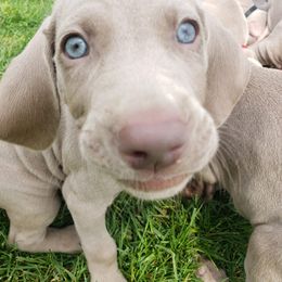 Weimaraner Puppies from Miller's Weimaraners